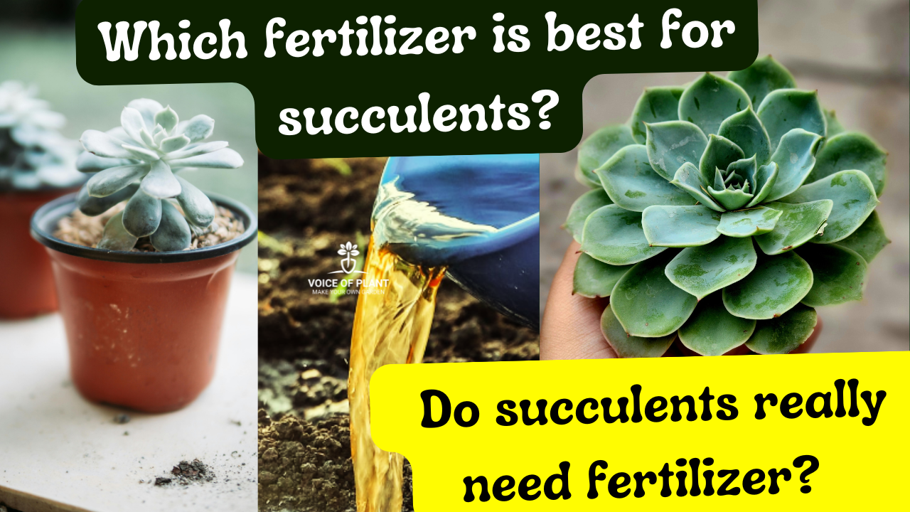 Do Succulents Need Any Fertilizer