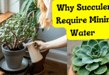 How Much Water Do Succulents Need for Healthy Growth