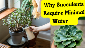 How Much Water Do Succulents Need for Healthy Growth