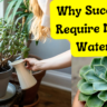 How Much Water Do Succulents Need for Healthy Growth