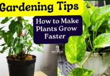 How to Make Plants Grow Faster