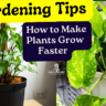 How to Make Plants Grow Faster