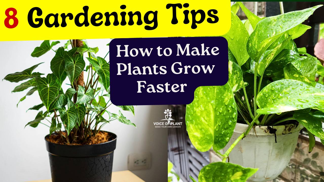 How to Make Plants Grow Faster