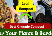 How to Make Leaf Compost at Home Know the Benefits of Leaf Compost in Gardening How to make leaf compost at home
