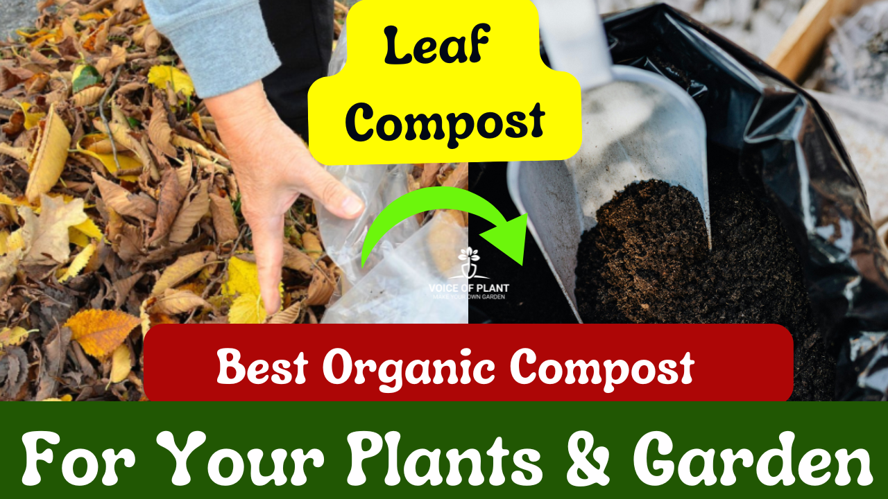 How to make leaf compost at home