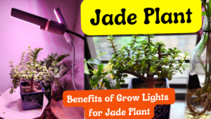 Benefits of Grow Lights for Jade Plant