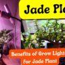 Benefits of Grow Lights for Jade Plant