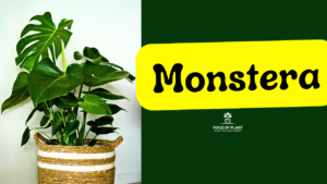 Monstera care