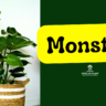 Monstera care