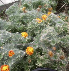 spider mites on marigold