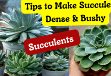 Tips to Make your Succulents dense & bushy
