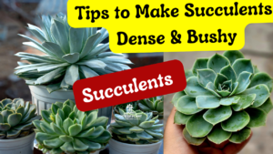 Tips to Make your Succulents dense & bushy