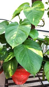 How to Make Money Plant Grow Bigger Leaves