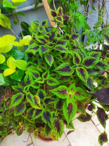 coleus plant care