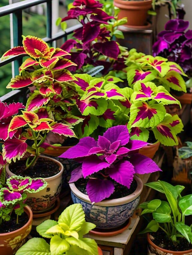 How to Care Coleus Plant: Check Sunlight, Soil, Watering Tips