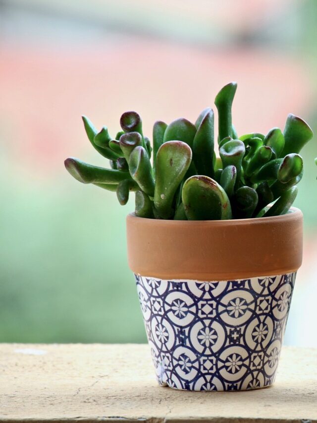 Why You Must Give Less Water To Your Succulent Plant for Healthy Growth