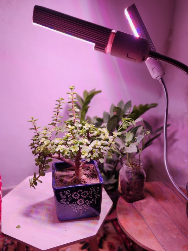 jade plant in grow light area