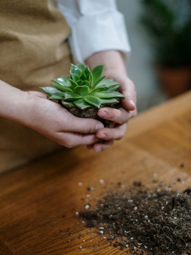 Do Succulents Need Any Fertilizer? When and How To Give