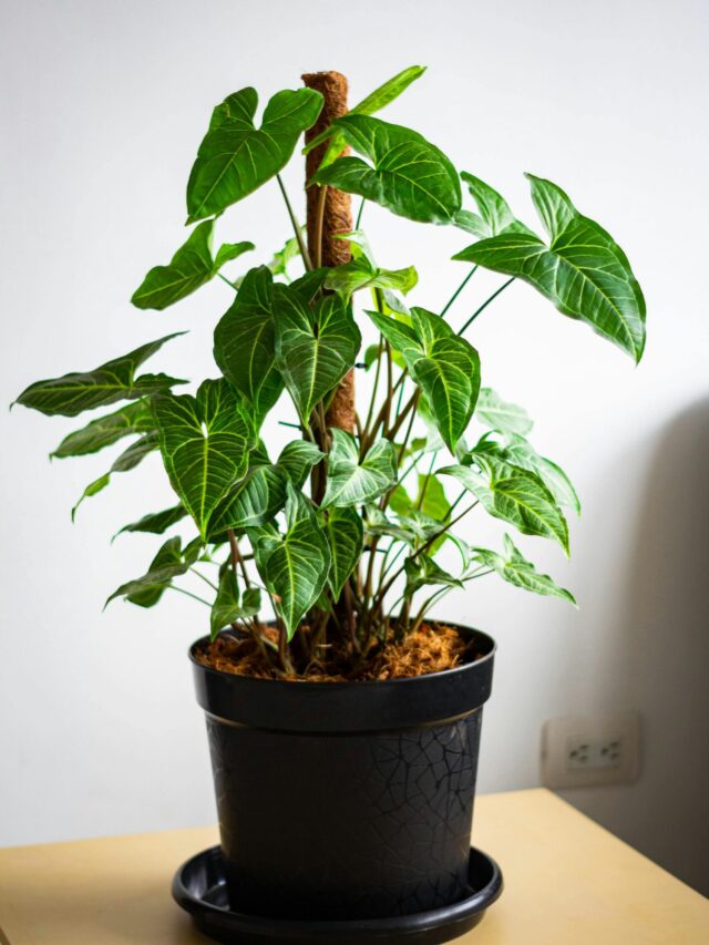 7 Easy Tips To Make Plants Grow Faster