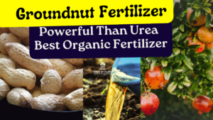 groundnut fertilizer