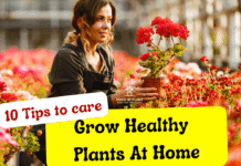 how to grow healthy plants at home