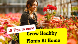 how to grow healthy plants at home