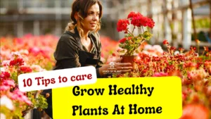 how to grow healthy plants at home
