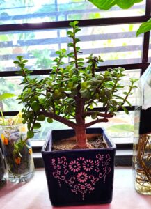 Myths About the Jade plant