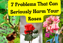 rose Problem & Care