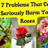 rose Problem & Care