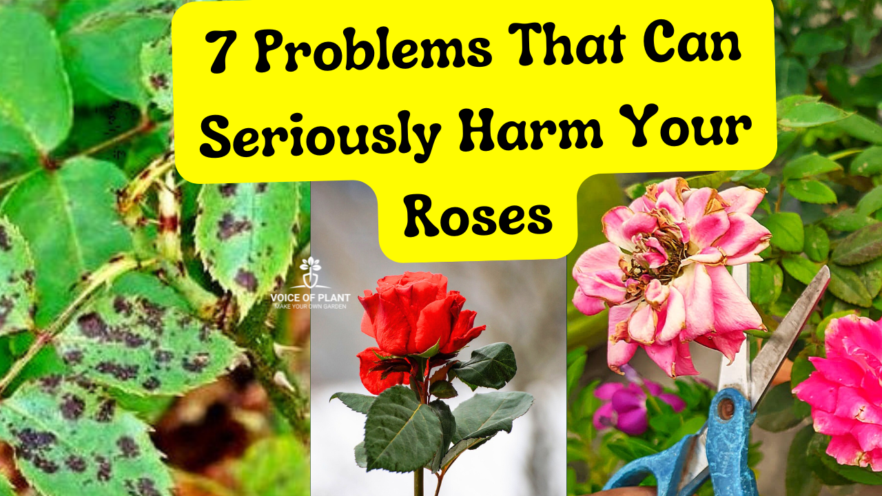 rose Problem & Care