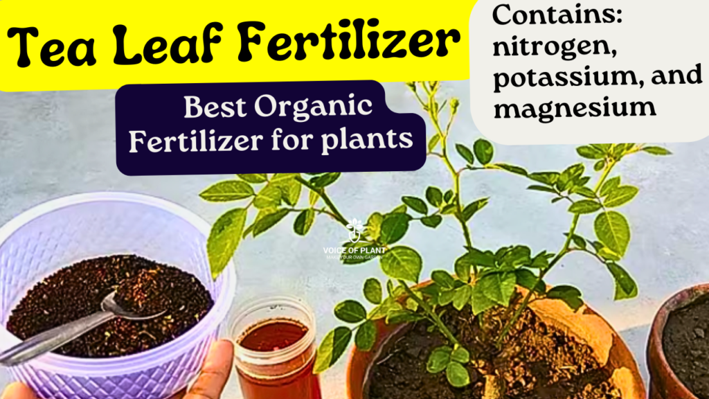 How Tea Leaf is Used as Organic Fertilizer