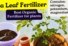 How Tea Leaf is Used as Organic Fertilizer