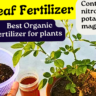 How Tea Leaf is Used as Organic Fertilizer