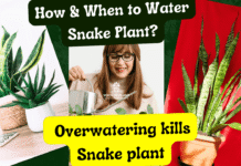 How & When to Water Snake Plant How & When to Water Snake Plant
