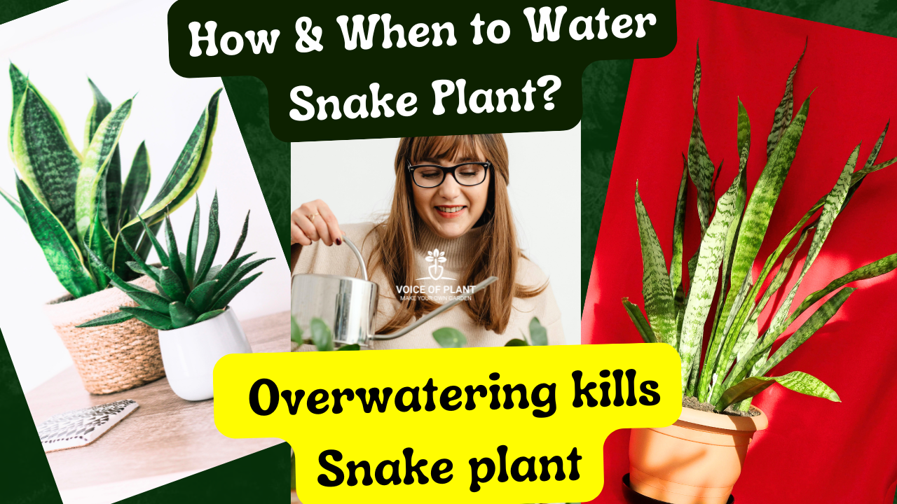 How & When to Water Snake Plant