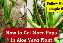 How to Get More Pups in Aloe Vera Plant