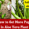 How to Get More Pups in Aloe Vera Plant