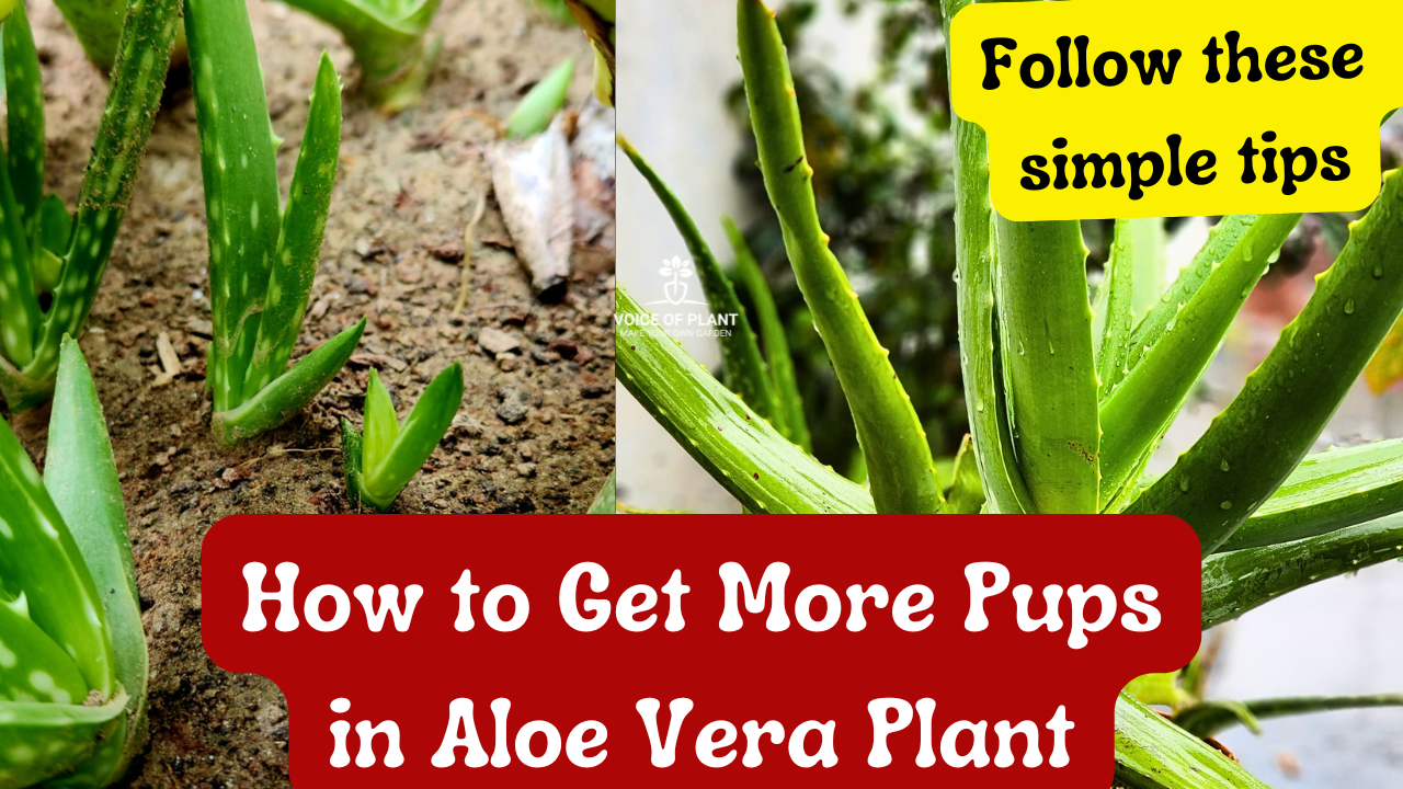 How to Get More Pups in Aloe Vera Plant