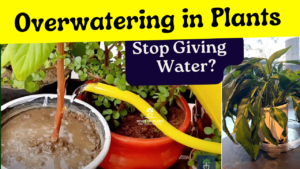 How to Save Overwatering in Plants