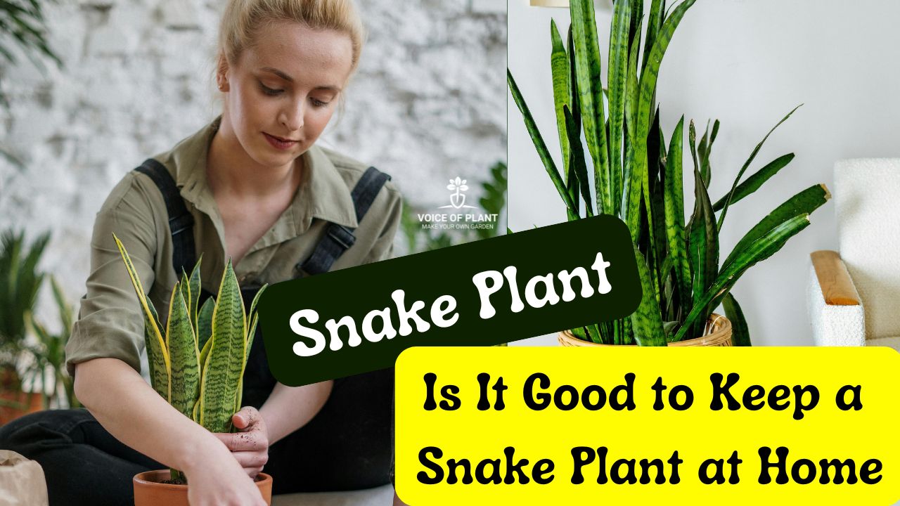 Is It Good to Keep a Snake Plant at Home