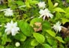 Fertilizer for Jasmine plant