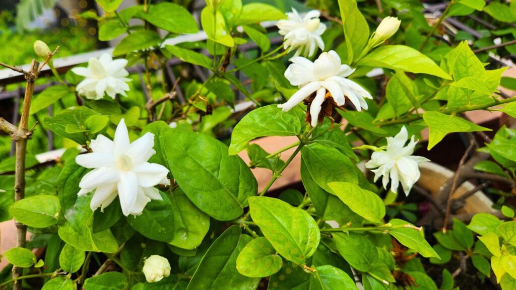 Fertilizer for Jasmine plant