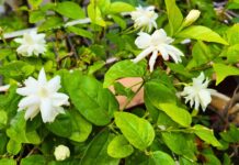 Fertilizer for Jasmine plant