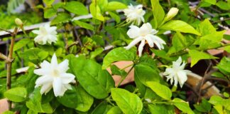 Fertilizer for Jasmine plant