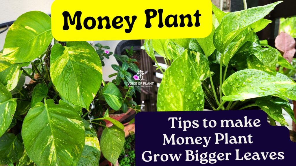 Money plant with big leaves