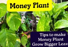 How to Make Money Plant Grow Bigger Leaves? Try These Effective Tips Money plant with big leaves