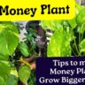 Money plant with big leaves