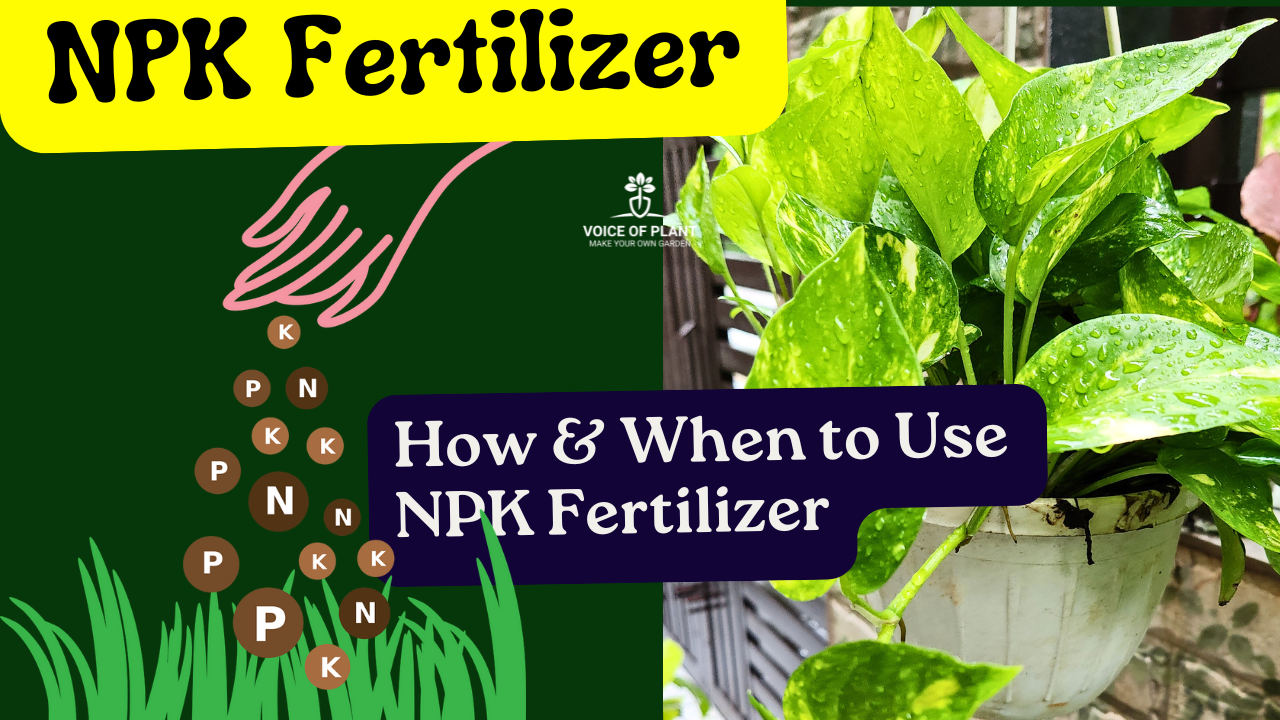 NPK Fertilizer for plants