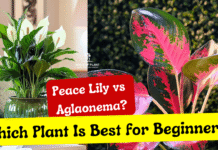 Peace Lily vs Aglaonema Which Plant Is Best for Beginners